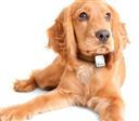 Устройство для поиска домашних животных Tractive GPS Pet Tracker